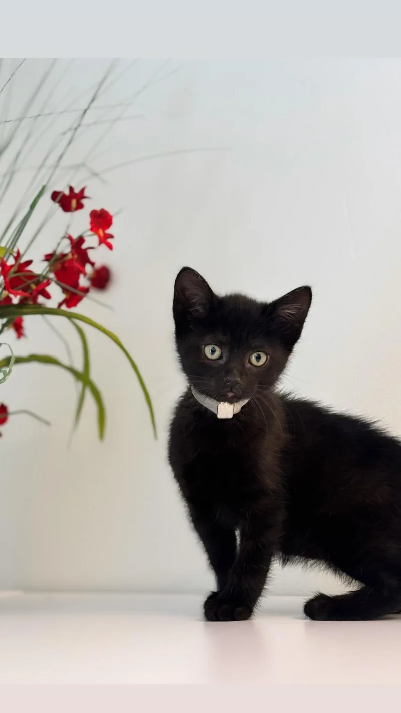 Primrose