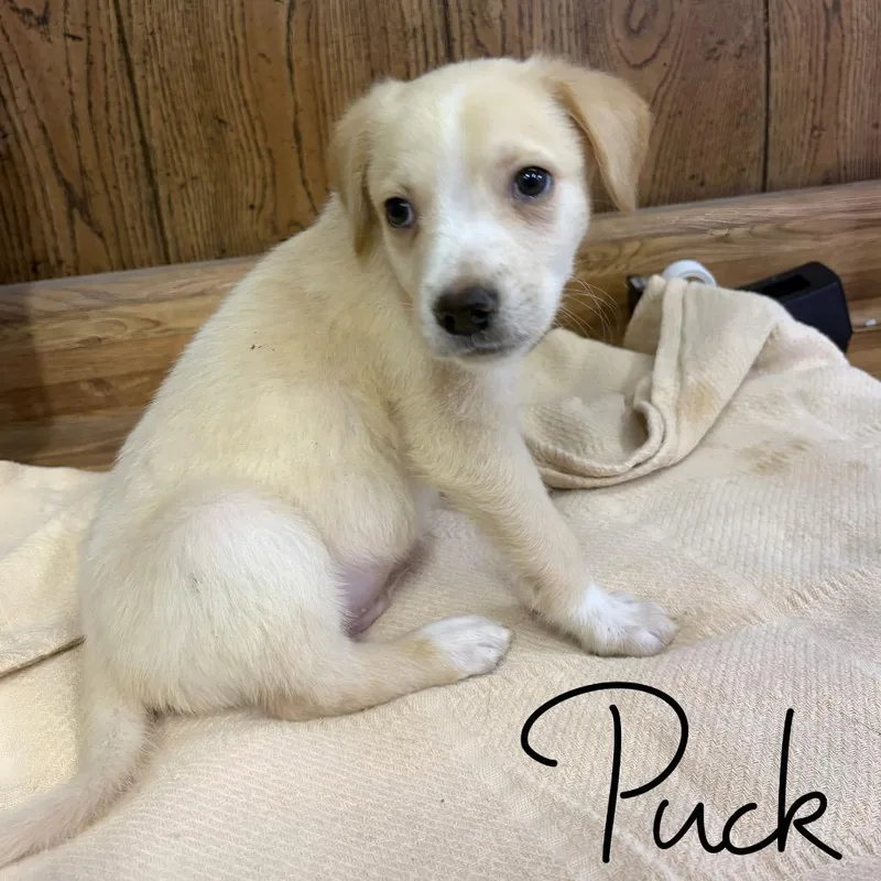 A baby medium-sized male Mixed Breed dog named Puck for adoption in Hillsboro, OH