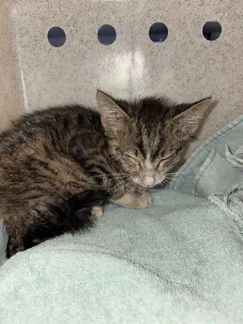 A baby small-sized male Domestic Short Hair cat named Pants for adoption in Tallahassee, FL