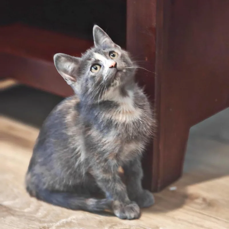 A baby small-sized female Gray / Blue / Silver Domestic Short Hair cat named Luna for adoption in Flower Mound, TX