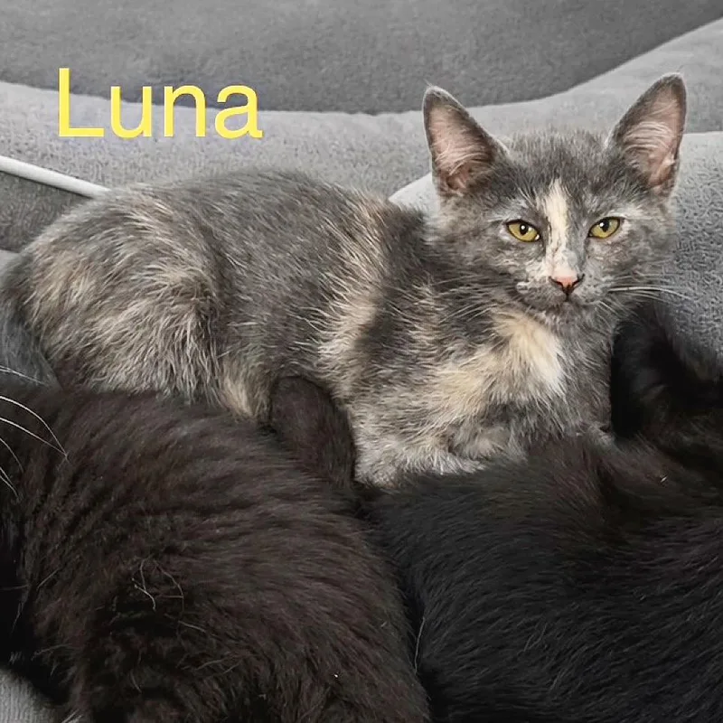Luna thumbnail 3