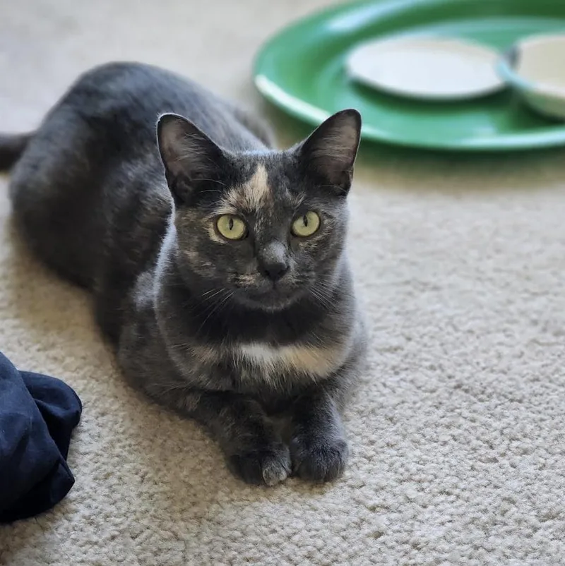 A young medium-sized female Dilute Tortoiseshell Domestic Short Hair cat named Ava for adoption in Cincinnati, OH