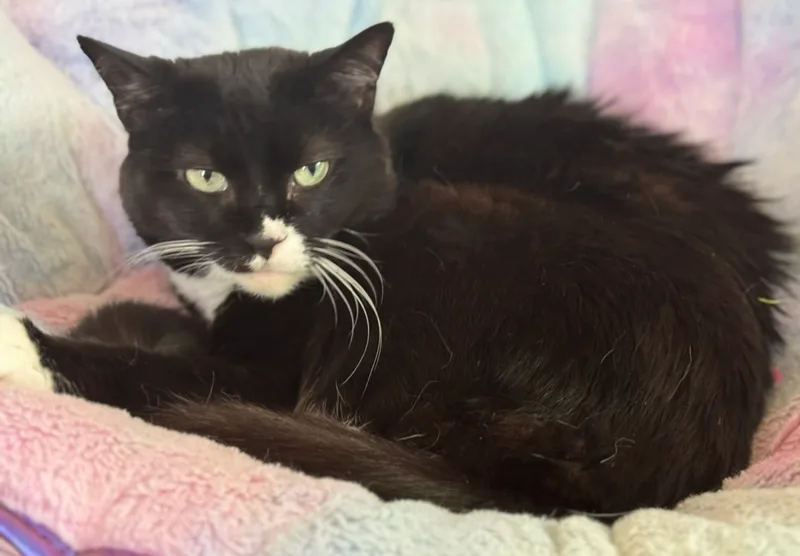 A senior medium-sized female Black & White / Tuxedo Tuxedo cat named Oreo Cookie for adoption in Alexandria, VA