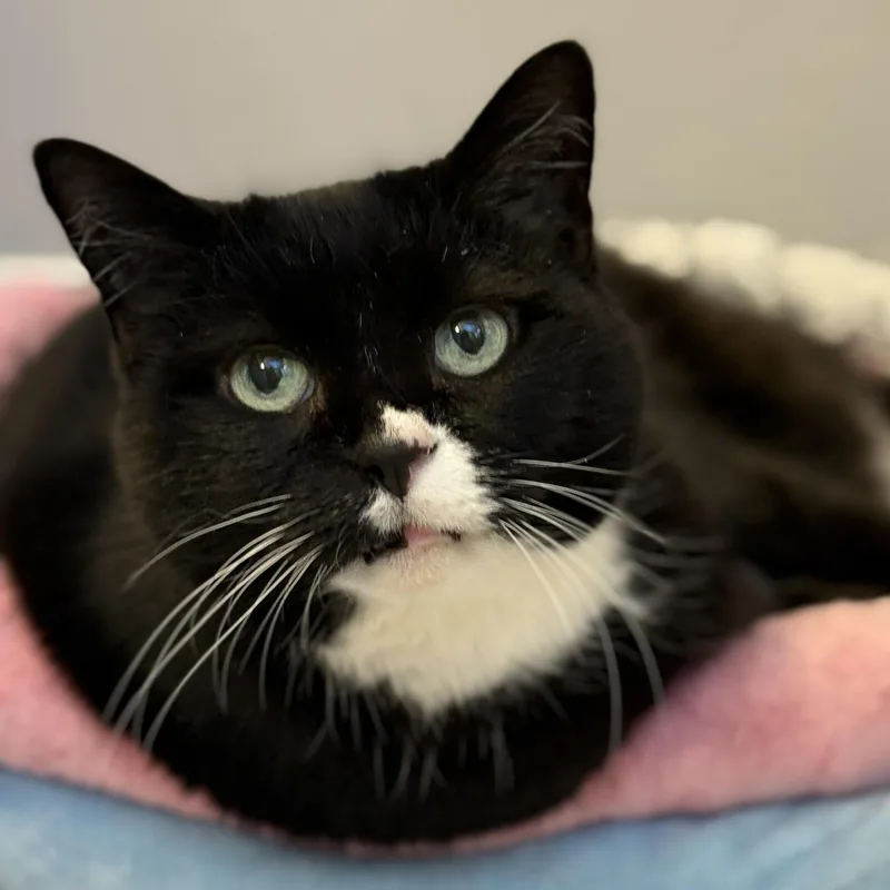 Oreo Cookie thumbnail 2