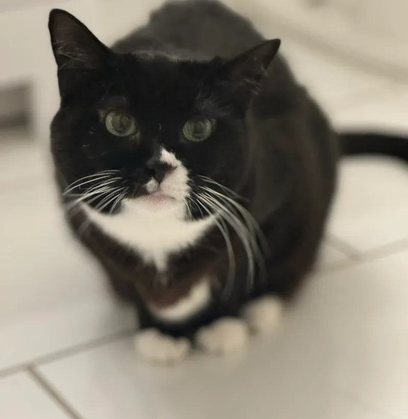 Oreo Cookie thumbnail 3