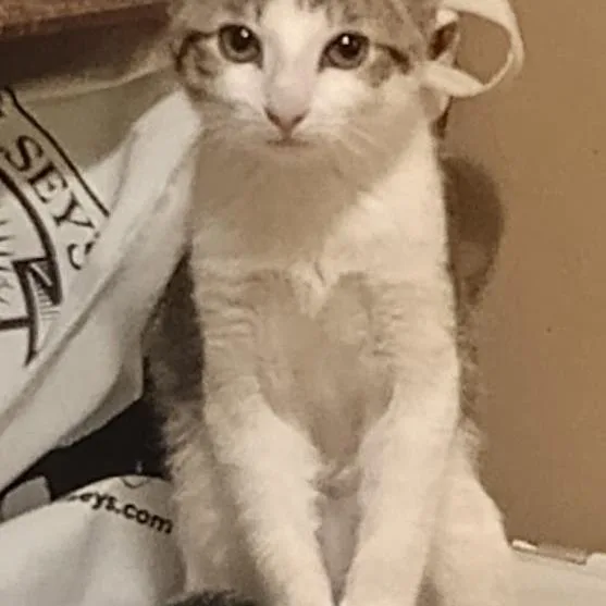 A young small-sized male White Domestic Short Hair cat named Greg for adoption in Grand Rapids, MN