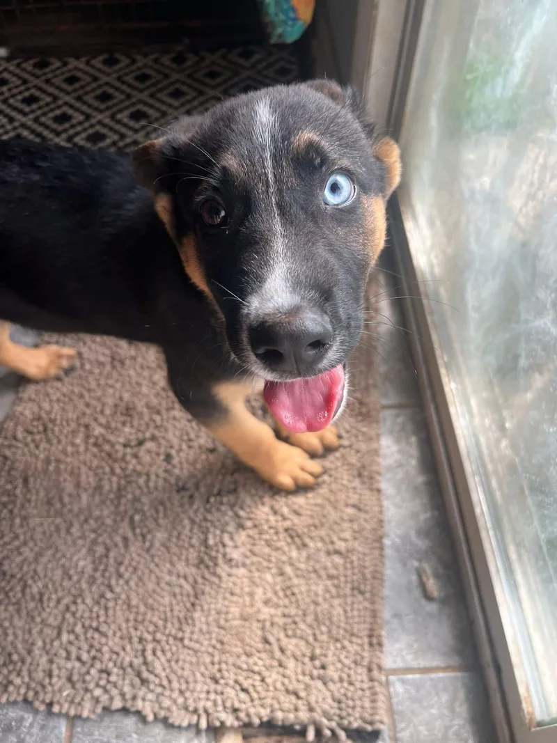 A baby large-sized male Tricolor (Brown, Black, & White) German Shepherd Dog dog named Orion! Gorgeous Silly Boy! for adoption in RUSSIAVILLE, IN