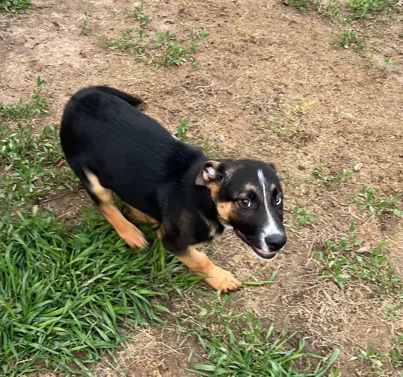 Orion! Gorgeous Silly Boy! thumbnail 2