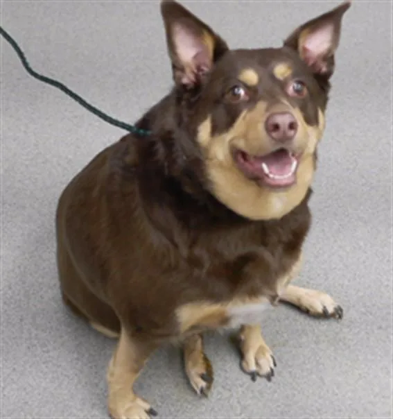An adult large-sized female Australian Kelpie dog named Layla for adoption in Omaha, NE