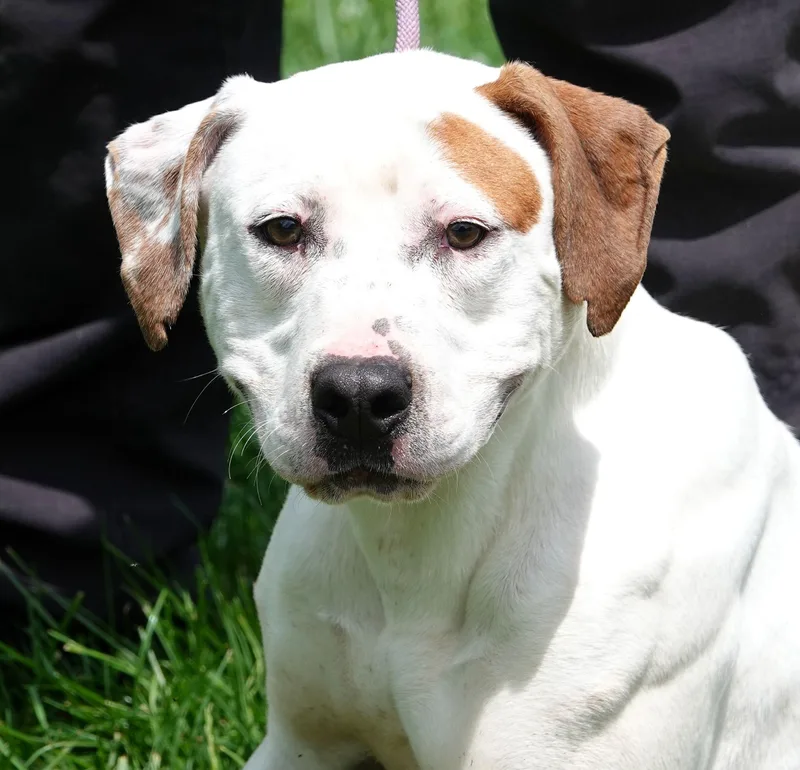 An adult medium-sized male Red / Chestnut / Orange Terrier dog named Martin for adoption in Millfield, OH