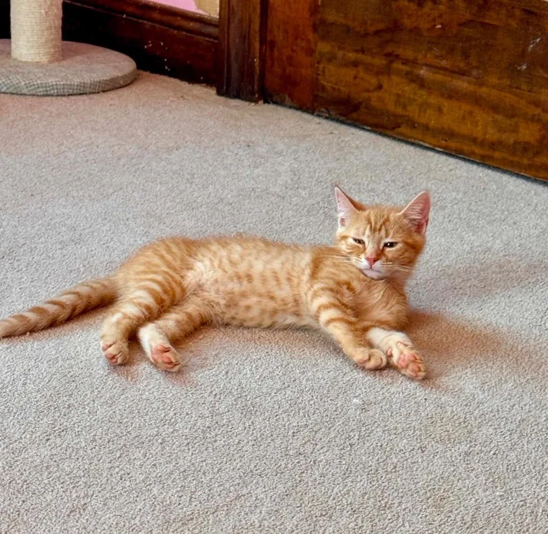 A baby small-sized female Domestic Short Hair cat named Custard for adoption in Gorham, ME