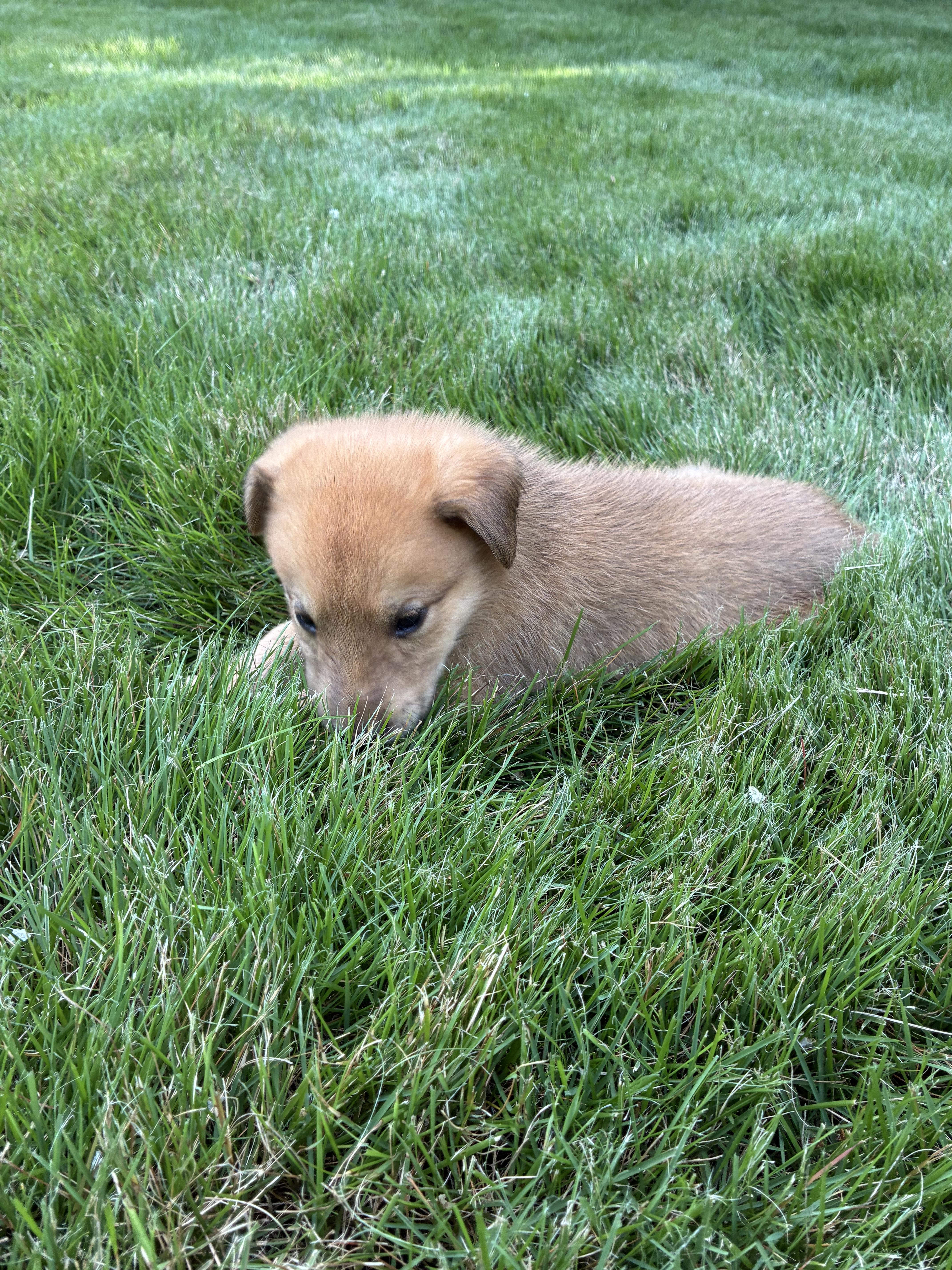 A baby medium-sized male Australian Shepherd dog named Timber for adoption in Cordova, TN