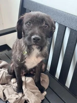 An adult medium-sized female Mixed Breed dog named Nika for adoption in West Chester, PA
