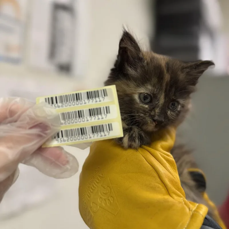 A baby small-sized female Tortoiseshell Domestic Medium Hair cat named Yoko for adoption in Charleston, WV