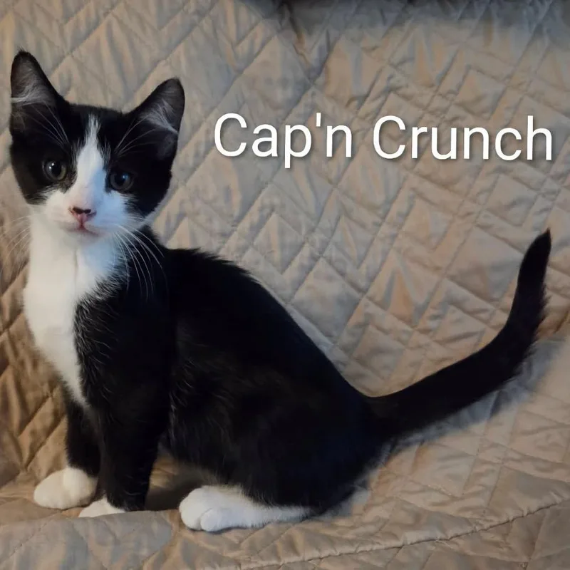 A baby small-sized male Black Domestic Short Hair cat named Cap'n Crunch for adoption in Orangevale, CA