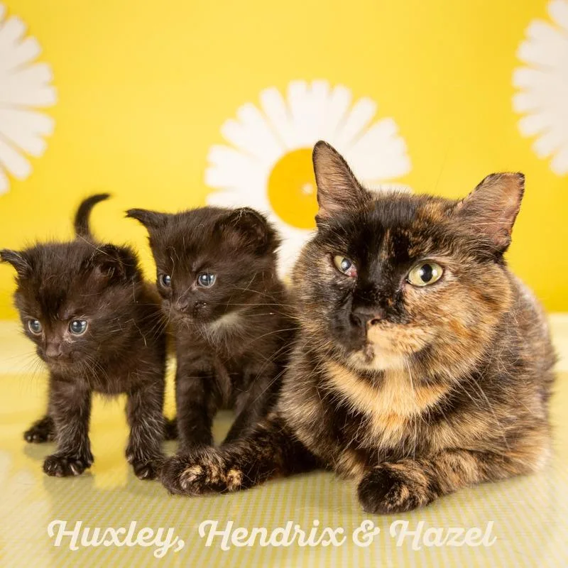 An adult small-sized female Tortoiseshell Domestic Short Hair cat named Hazel for adoption in Springfield, MO