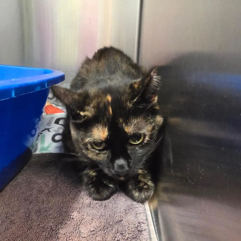 An adult medium-sized female Tortoiseshell Domestic Short Hair cat named Missy for adoption in Hinsdale, IL