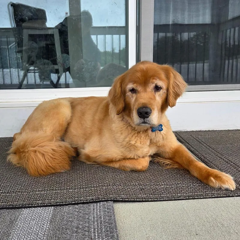 A senior medium-sized female Golden Retriever dog named Lilly for adoption in Martinsburg, WV