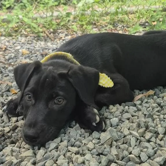 A baby medium-sized male Black Labrador Retriever dog named John for adoption in Albany, NY