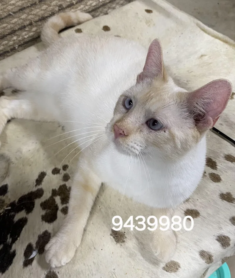 An adult large-sized male Siamese cat named 9439980 for adoption in Lees Summit, MO
