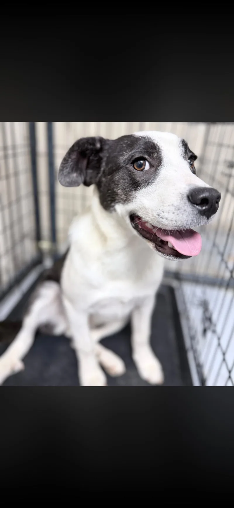 A young medium-sized female Harlequin Terrier dog named Olive for adoption in Horseshoe Bend, AR