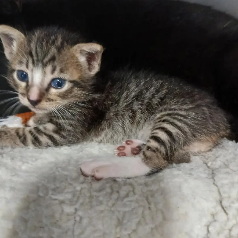 A baby small-sized male Brown / Chocolate Domestic Short Hair cat named Neo for adoption in Morrisville, VT