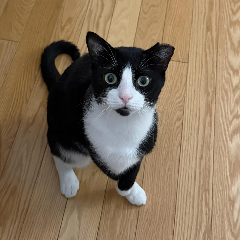 A young medium-sized male Black & White / Tuxedo American Shorthair cat named Limpito for adoption in Long Island City, NY