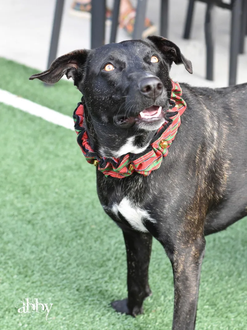 A young medium-sized female Labrador Retriever dog named Abby for adoption in Montgomery, TX