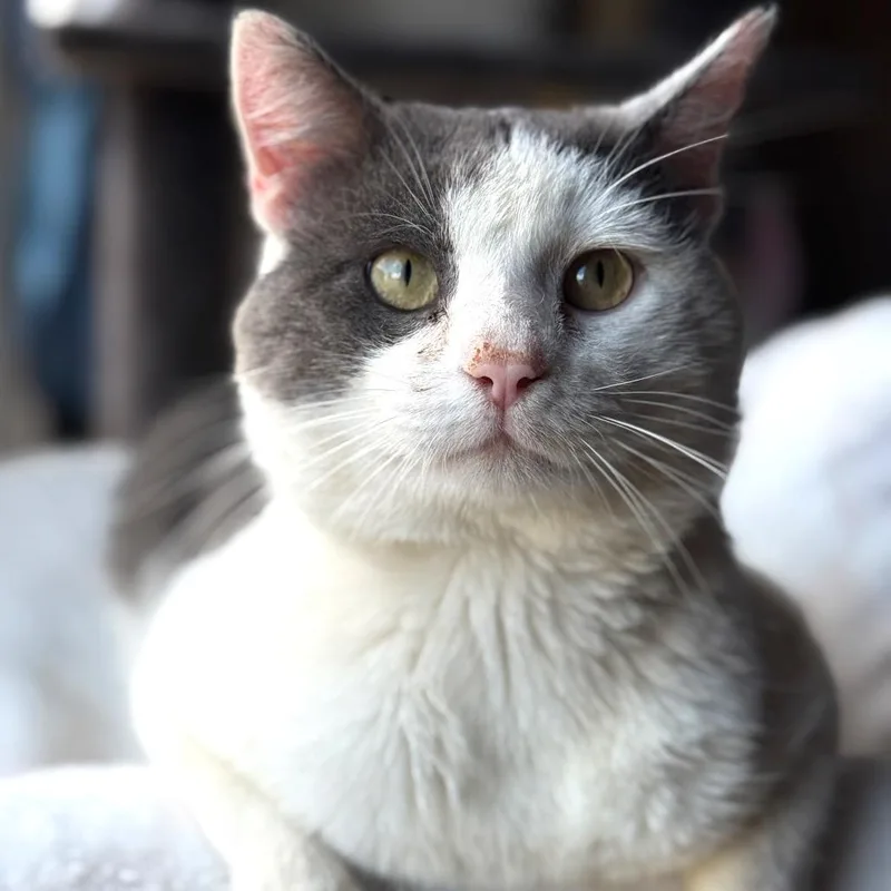 An adult medium-sized male Gray / Blue / Silver Domestic Short Hair cat named Kimbap for adoption in Brownsboro, AL