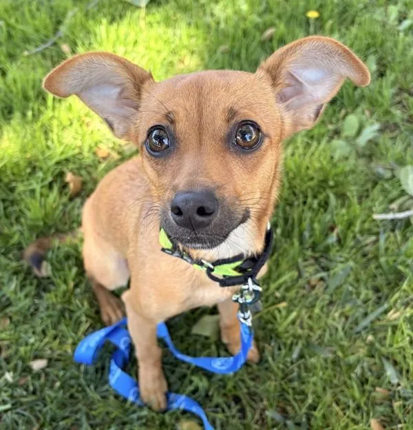 A young small-sized female Chihuahua dog named Ruby for adoption in Dublin, CA