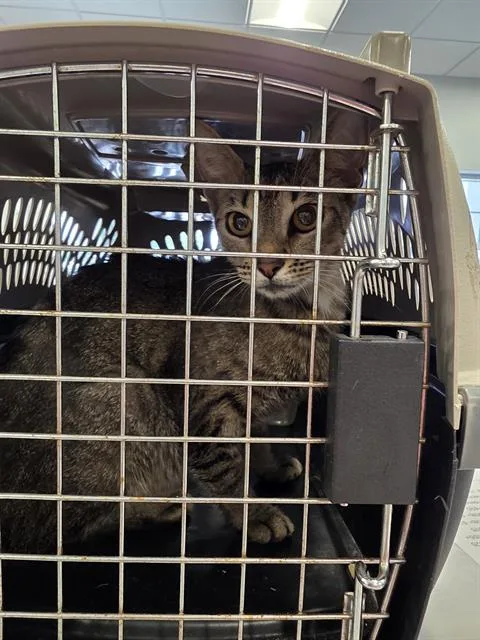 A young medium-sized female Domestic Short Hair cat named Kasha for adoption in Palmetto, FL