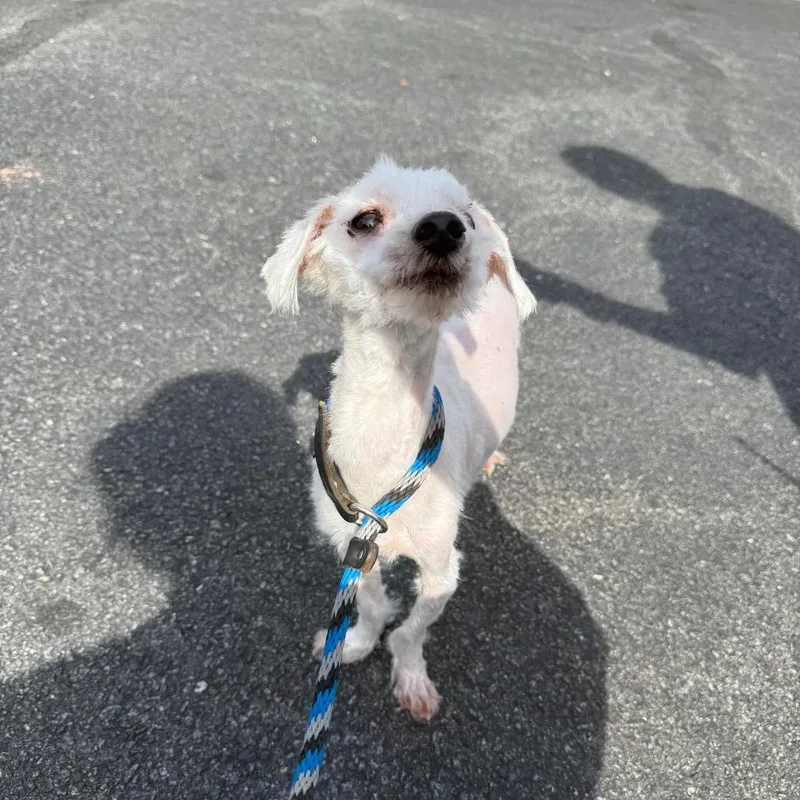 A senior small-sized male Maltese dog named Hansel for adoption in Birdsboro, PA