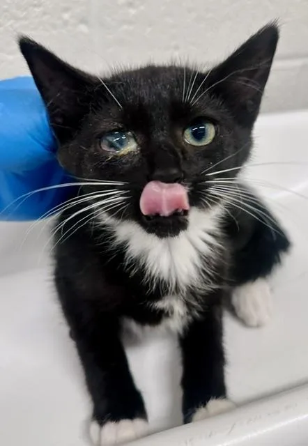 A baby small-sized female Domestic Short Hair cat named Sauer for adoption in Derwood, MD