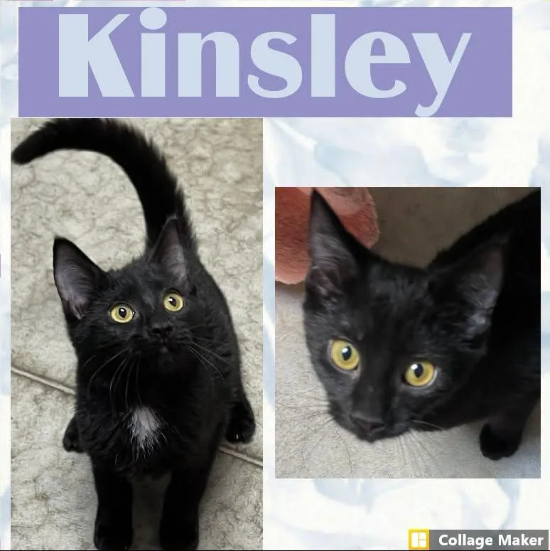 A young medium-sized female Domestic Short Hair cat named Kinsley for adoption in Clearfield, PA