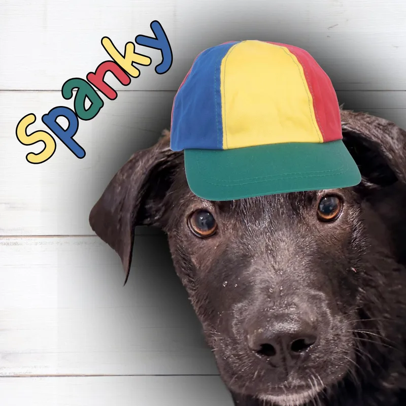 A young small-sized male Black Labrador Retriever dog named Spanky for adoption in Aransas Pass, TX