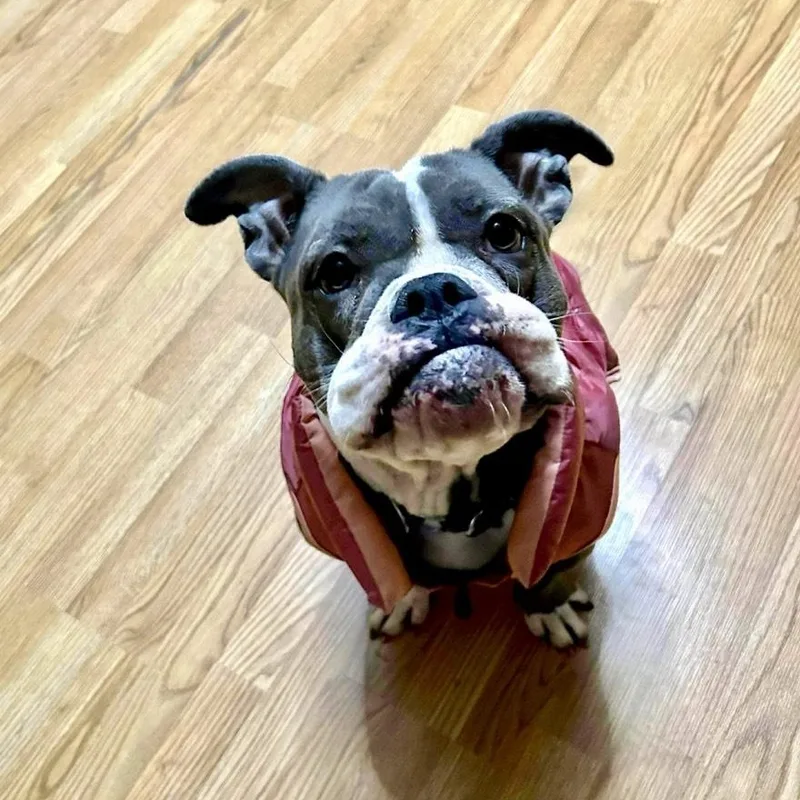 An adult medium-sized female Brown / Chocolate English Bulldog dog named Cleo for adoption in Houston, TX