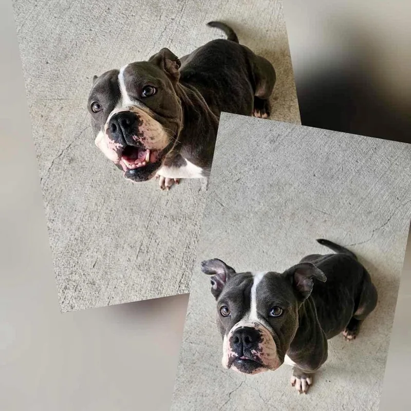 Cleo thumbnail 4