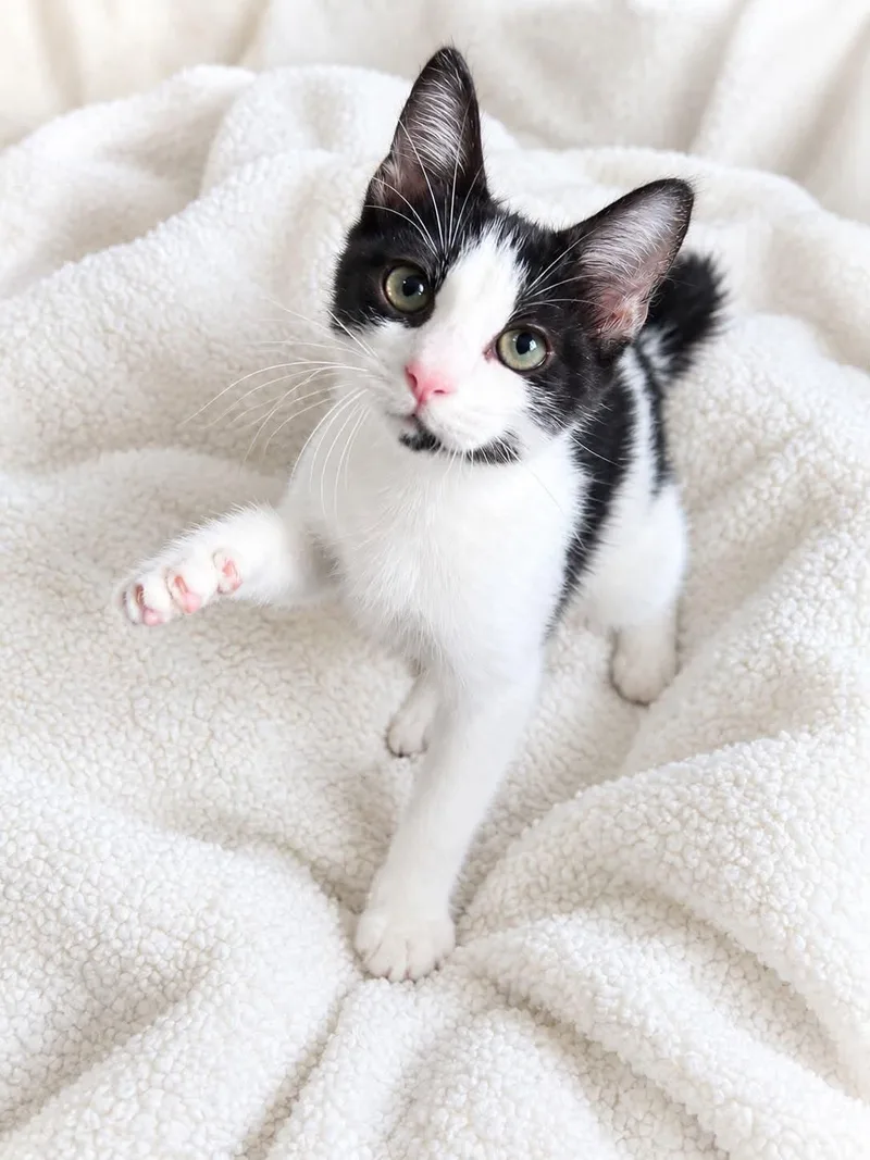 A young medium-sized female Black & White / Tuxedo Domestic Short Hair cat named Ghost for adoption in Wetumpka, AL