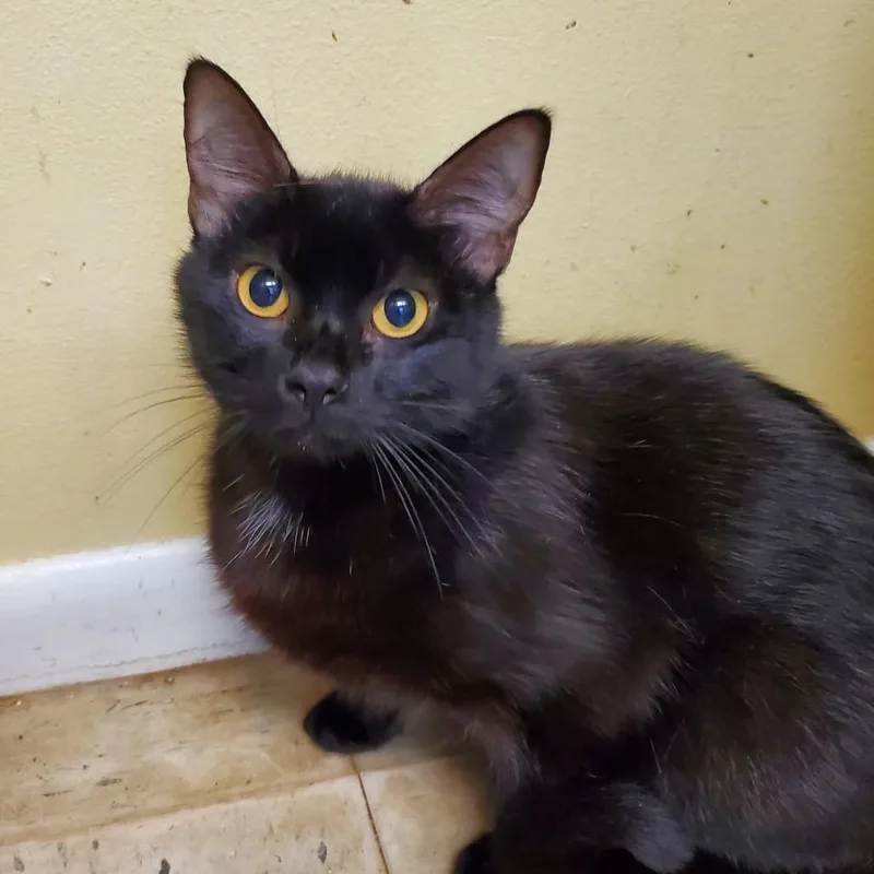 An adult small-sized female Black Domestic Short Hair cat named Abbie for adoption in Melrose, FL