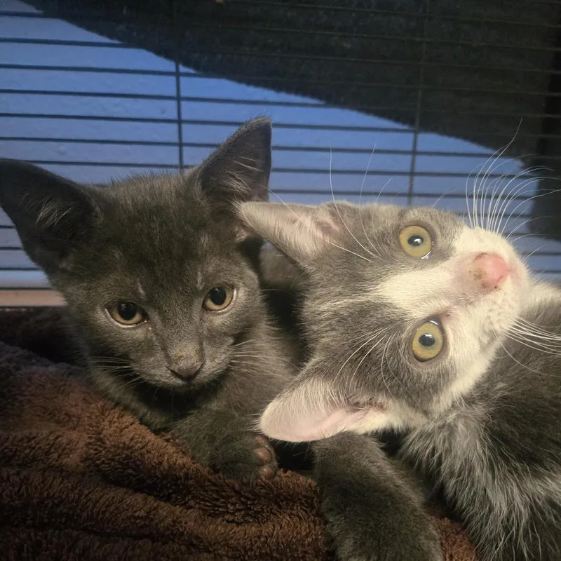 A baby small-sized female White Domestic Short Hair cat named Tuesday for adoption in Desert Hot Springs, CA