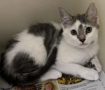 A young small-sized male Domestic Short Hair cat named A Biggiepetco West Ashley for adoption in North Charleston, SC