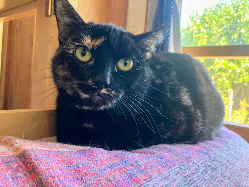 Mimi