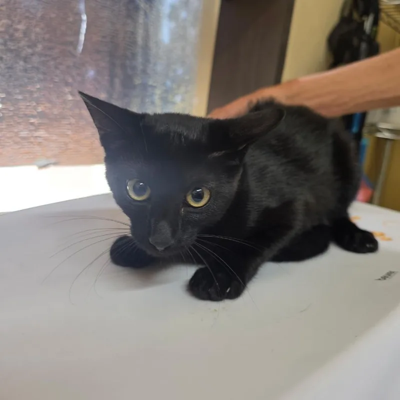 A baby small-sized female Black Domestic Short Hair cat named Velvet for adoption in Corinth, MS