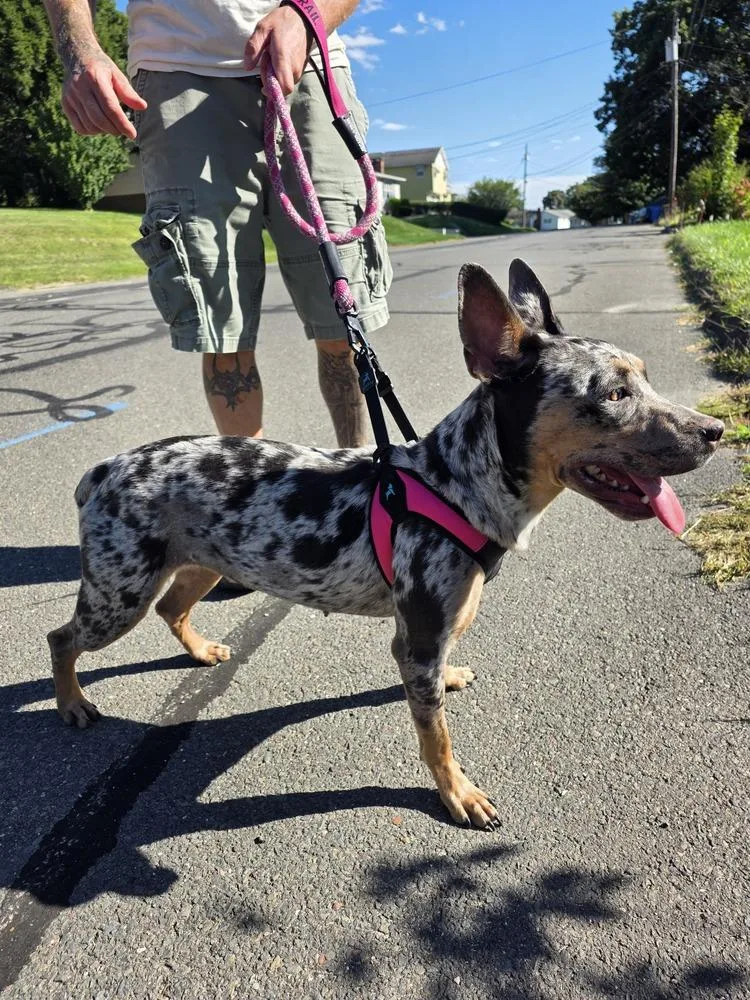 A young medium-sized female Catahoula Leopard Dog dog named Olive for adoption in Waterbury, CT