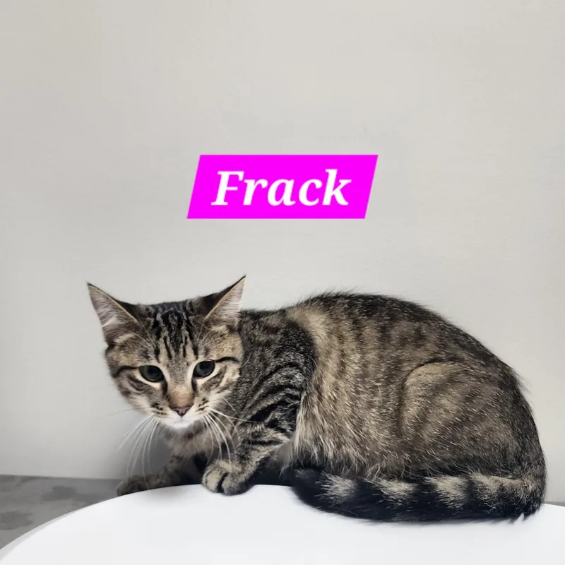 Frack thumbnail 2