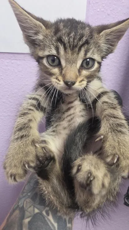 A baby small-sized female Brown / Chocolate Domestic Medium Hair cat named Gemini for adoption in El Paso, TX