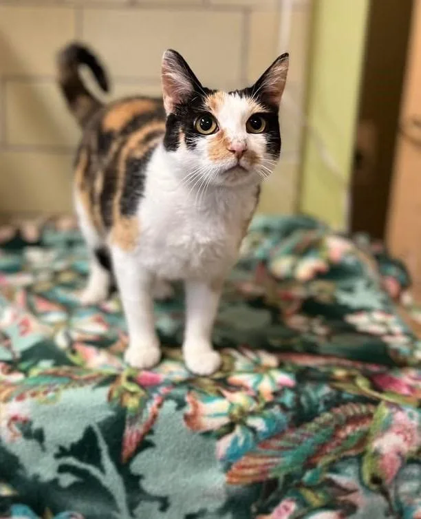 A young medium-sized female Domestic Short Hair cat named Capri for adoption in Effingham, IL