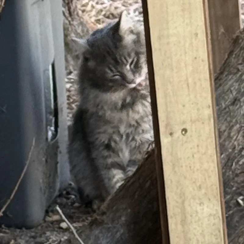 An adult small-sized male Gray / Blue / Silver Domestic Long Hair cat named Found Ne Rochester for adoption in Rochester, MN