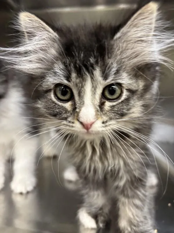 A baby small-sized female Domestic Long Hair cat named Gremlin for adoption in Santa Rosa, CA