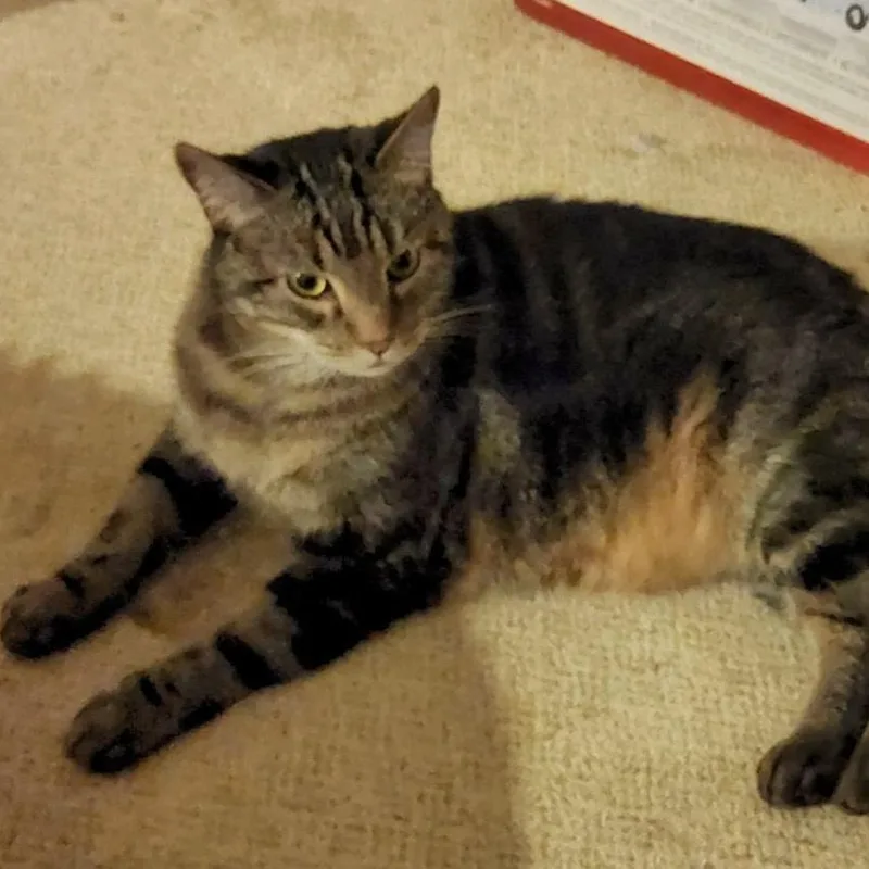 Union Jack Aka Jack thumbnail 3